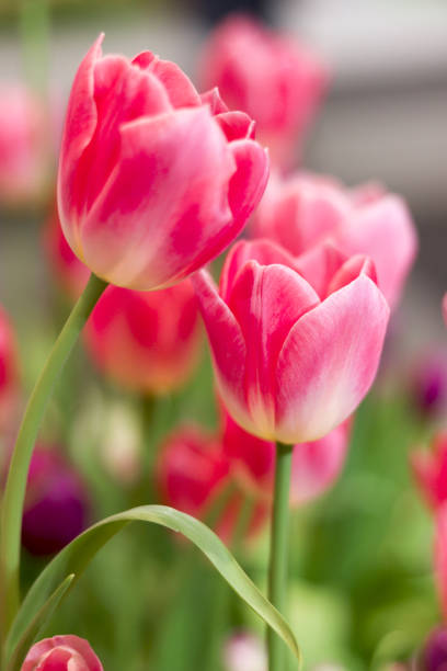 fleur de tulipe rose fleurissant dans le jardin printanier, mise au point sélective douce, fleurs fleurissant au printemps - flower blooming spring temperate flower photos et images de collection