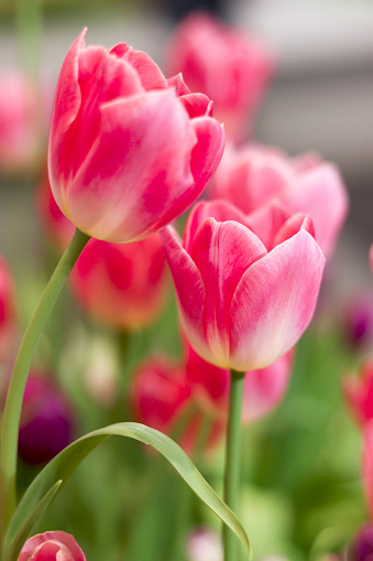 Pink tulip flower blooming in the spring garden, soft selective focus, flowers flower garden blooming in spring season
