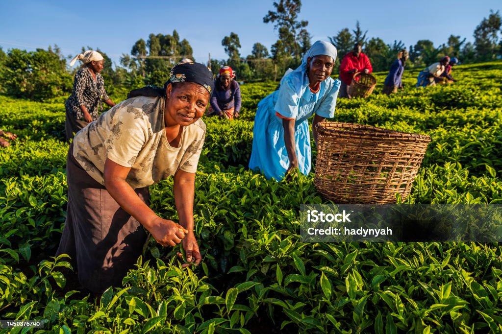 African women plucking tea leaves on plantation, East Africa African women plucking tea leaves on plantation in western Kenya, Africa. In 2018, Kenya was the world's largest exporter and producer of black tea. Currently Kenya is ranked second after China in tea exports Dried Tea Leaves Stock Photo