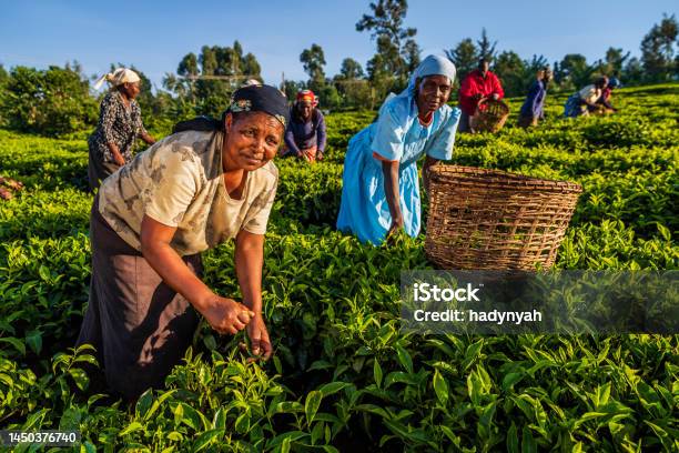 African Women Plucking Tea Leaves On Plantation East Africa Stock Photo - Download Image Now