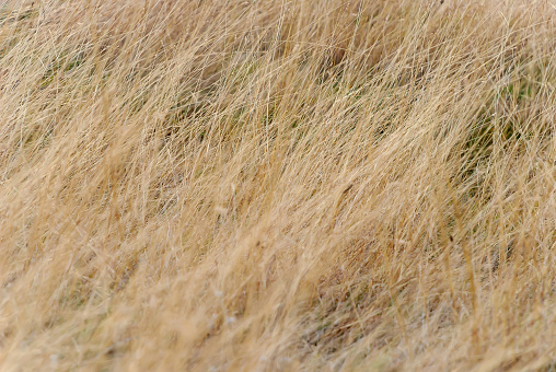 Dry grass field. Grassland on meadow in late autumn. Feed for farm animals. Dry steppe uncut grass field. Dry grass abstract pattern background.