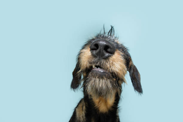 istock Funny dachshund puppy dog expression. Isolated on blue pastel background 1450381339