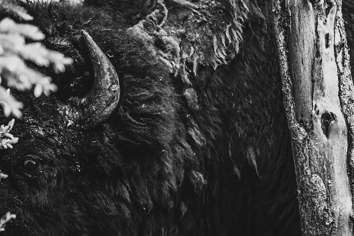 A bison’s eye stares through trees in a wooded scene.