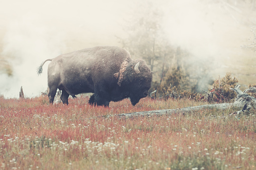 A buffalo wanders through mist in Yellowstone National Park
