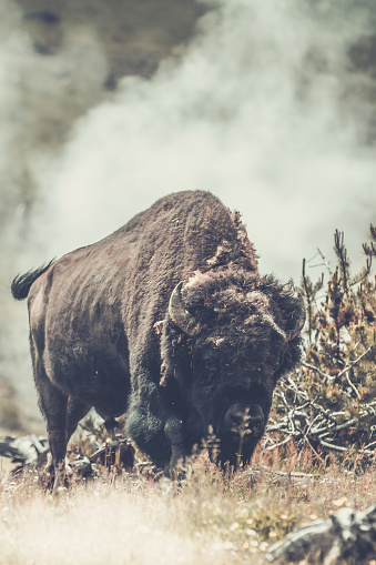 A bison walks through the steam from a geyser in Yellowstone National Park