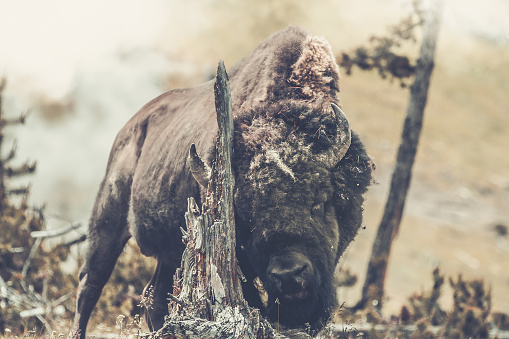 A large bison leans against a fallen tree in American grassland