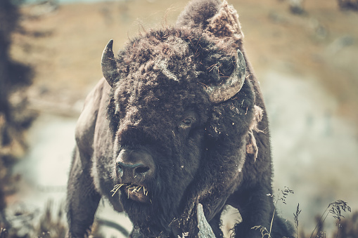 A Bison grazes in front of an active geyser in Yellowstone National Park