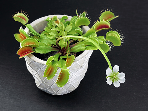 Blooming Venus flytrap, Dionaea muscipula, in pot on black slate background, Carnivorous plant with white flower isolated on black.