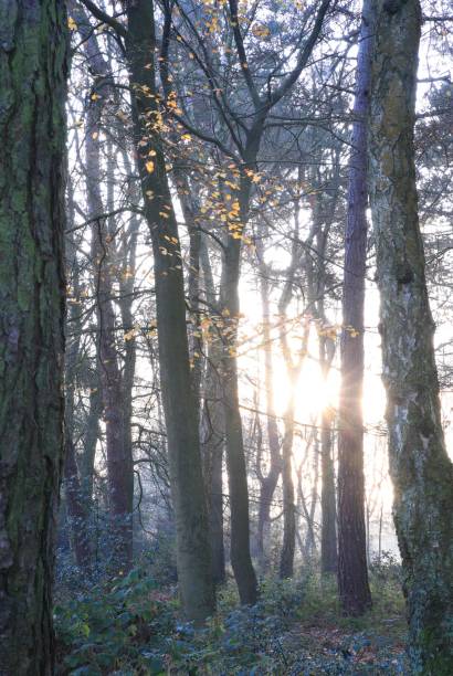 Vertical shot of the blossomed Sutton park in Birmingham, United Kingdom A vertical shot of the blossomed Sutton park in Birmingham, United Kingdom, with a sunlight coming from the distance sutton park stock pictures, royalty-free photos & images