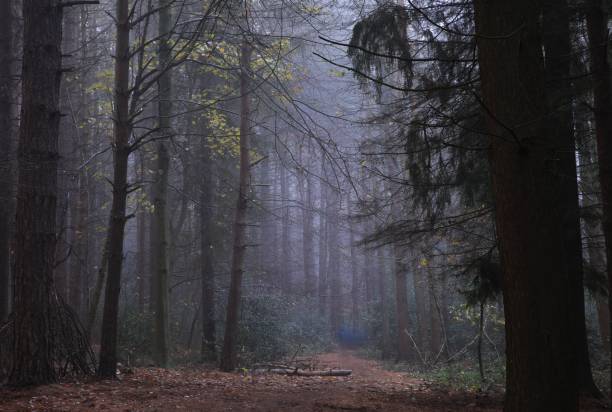 Daytime view of the blossomed Sutton park in Birmingham, United Kingdom, on a foggy day A daytime view of the blossomed Sutton park in Birmingham, United Kingdom, on a foggy day sutton park stock pictures, royalty-free photos & images