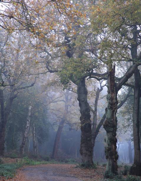 Vertical shot of the blossomed Sutton park in Birmingham, United Kingdom A vertical shot of the blossomed Sutton park in Birmingham, United Kingdom sutton park stock pictures, royalty-free photos & images