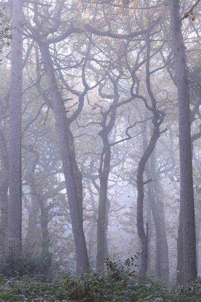 Vertical shot of the blossomed Sutton park in Birmingham, United Kingdom, on a foggy day A vertical shot of the blossomed Sutton park in Birmingham, United Kingdom, on a foggy day sutton park stock pictures, royalty-free photos & images