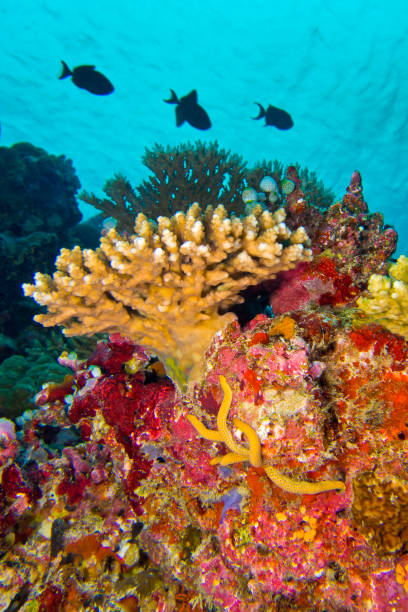 Coral Reef, Reef Building Coral, South Ari Atoll, Maldives, Indian Ocean, Asia