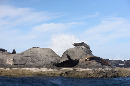 Seals in Mexico. Image taken near Loreto, Mexico on Coronado Island.