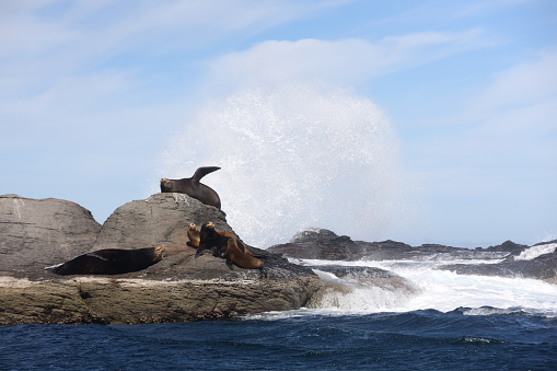 Seals in Mexico. Image taken near Loreto, Mexico on Coronado Island.