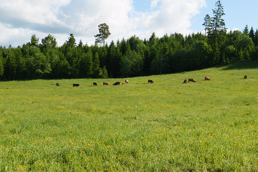 A pasture with grazing cows in spring. In the background a forest. Seen on the Olavsweg a pilgrimage route from Oslo to Trodheim near Jessheim in the province of Viken. Norway.