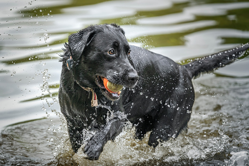A wet Black Labrador splashing and playing in the lake with his ball