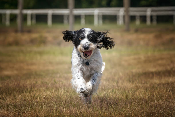 istock Black and White Cockapoo running towards the camera in a field 1450389851