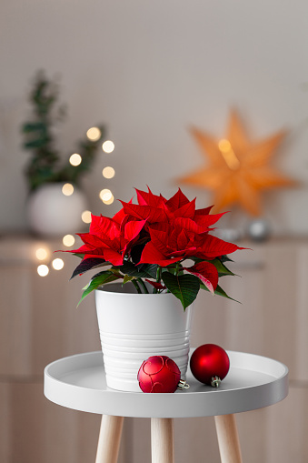 white cozy window arrangement, winter christmas concept, red poinsettia flower