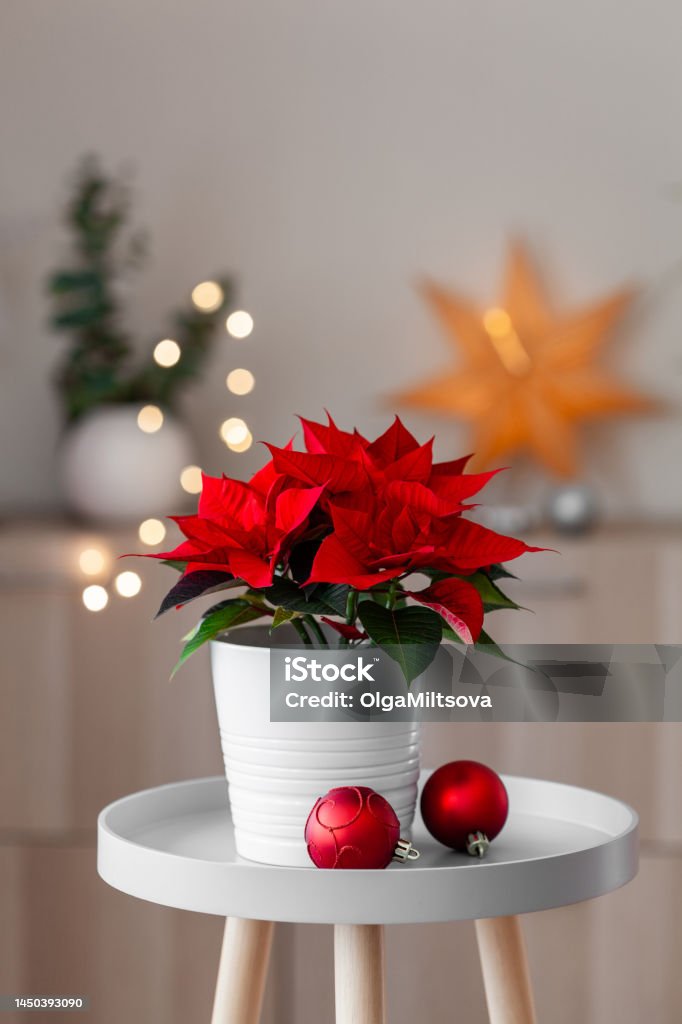white cozy window arrangement, winter christmas concept, red poinsettia flower Poinsettia Stock Photo