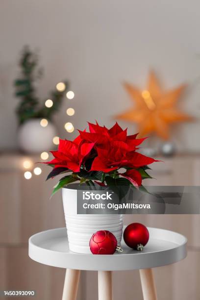 White Cozy Window Arrangement Winter Christmas Concept Red Poinsettia Flower Stock Photo - Download Image Now