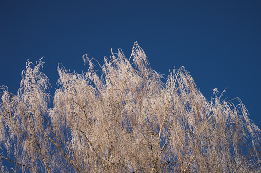 A tree with branches covered with fresh frost. Birch crowns against the blue sky in winter.
