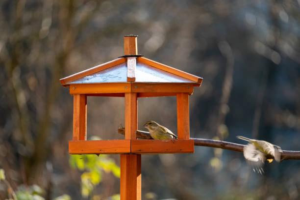 istock A greenfinch in an aviary 1450393528