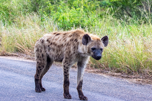 African Hyena in Kruger National Park