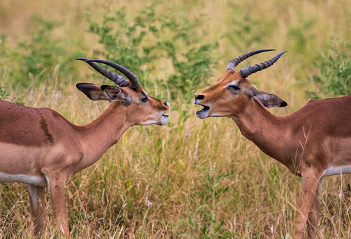 Impala Buck Africa