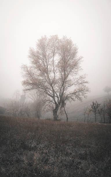 istock Trees in the autumn day, natural background 1450397306