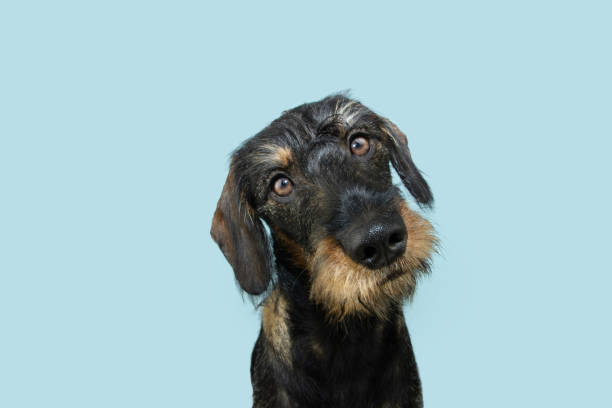 Concentrate puppy dachshund dog looking at camera tilting head side. Isolated on blue pastel background