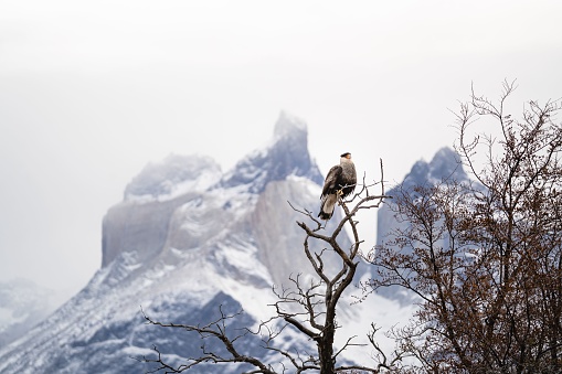 A crested caracara (Caracara plancus) perched on a tree with snowy mountains in the background