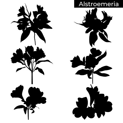 Alstroemeria flower black silhouettes. Peruvian lily tropical plant set, vector illustration isolated on white background.