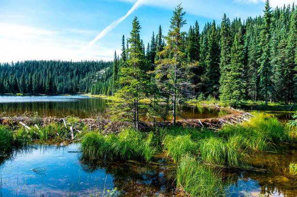 istock Green landscape of river between trees on a sunny day 1450399518