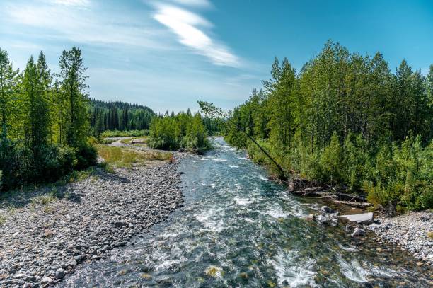 istock Green landscape of river between trees on a sunny day 1450399534