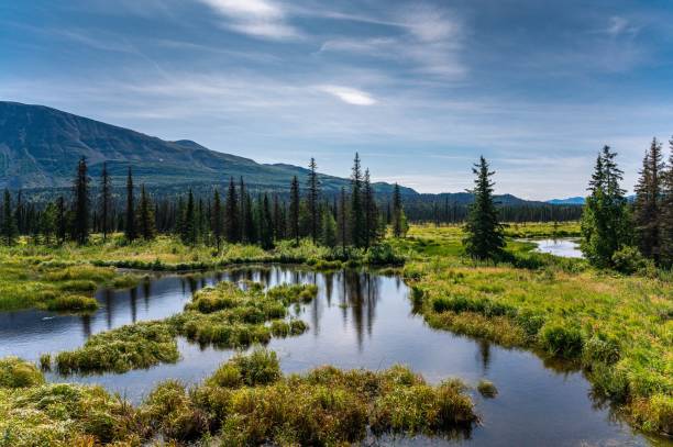 istock Green landscape of river between trees on a sunny day 1450399543