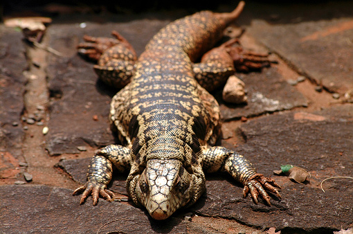 Lizard in the nature.