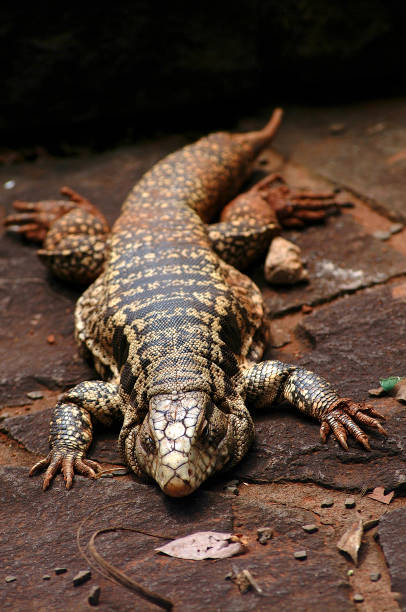 istock Brazilian biodiversity. 1450400871