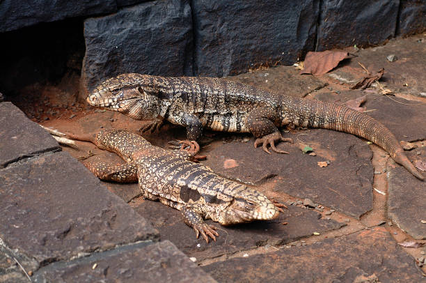Black and white tegu (Salvator merianae) in its natural habitat in Brazil. A large, omnivorous reptile native to South America.