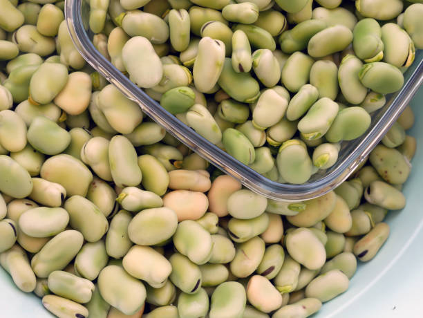 istock fresh broad bean, broad bean seeds, table-edible fresh broad bean, 1450401873
