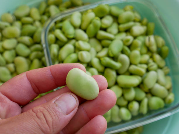 favas frescas, feijões, benefícios da favas para a doença de parkinson, - broad bean bean agriculture nature - fotografias e filmes do acervo