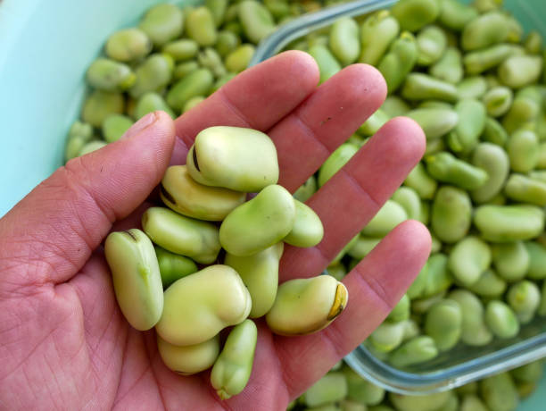 favas frescas, feijões, benefícios da favas para a doença de parkinson, - broad bean bean agriculture nature - fotografias e filmes do acervo