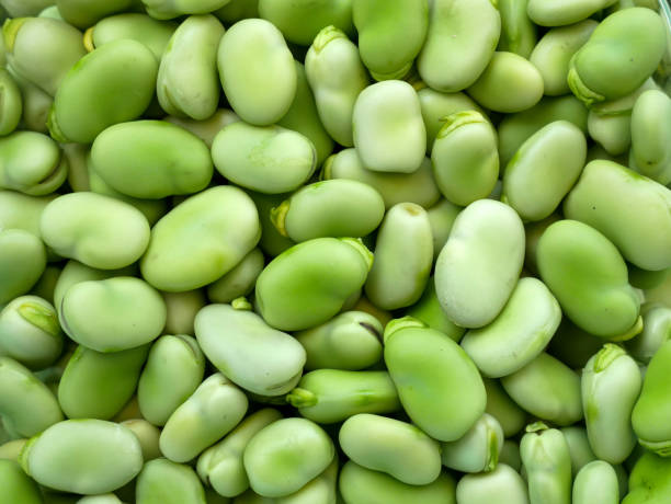신선한 넓은 콩, 넓은 콩 씨앗, 테이블 식용 신선한 넓은 콩, - fava bean bean seed 뉴스 사진 이미지