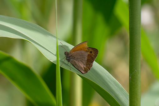 Maniola jurtina butterfly resting on a flower