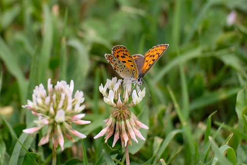 Lycaena tityrus butterfly resting on a flower