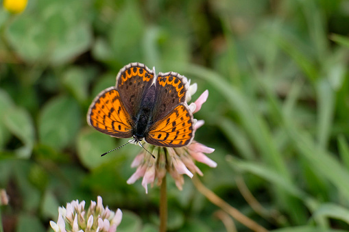 Lycaena tityrus butterfly resting on a flower