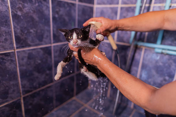 istock Cleaning a little dirty kitten in the bathroom 1450404490