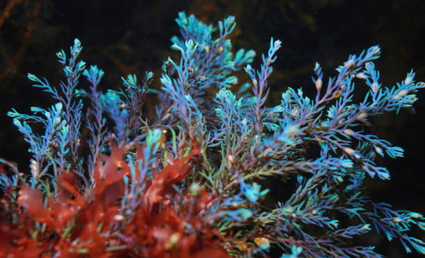 Rainbow wrack alga Cystoseira tamariscifolia Atlantic ocean stock photo