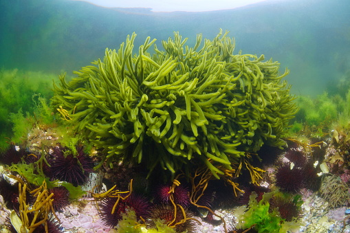 Green alga velvet horn, Codium tomentosum seaweed underwater in the ocean, Eastern Atlantic, Spain, Galicia