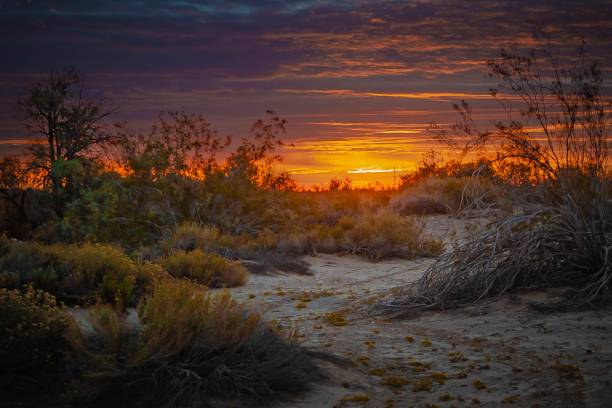 istock Vegetation with vibrant orange sunset skyscapes and clouds 1450404949